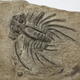 Image for article titled It's A Blast To The Prehistoric Past For National Fossil Day